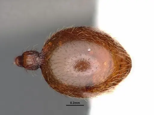 Stenamma diecki - CASENT0843611