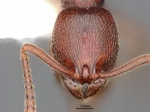 Stenamma diecki - CASENT0843611