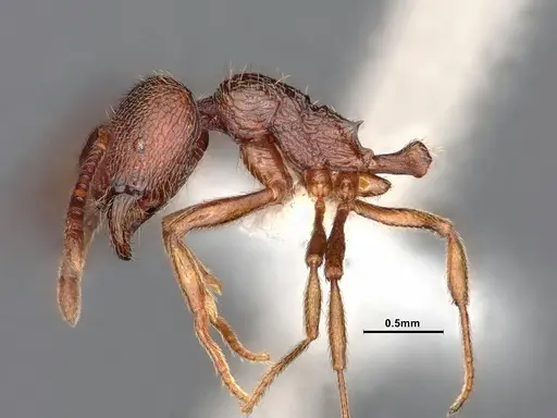 Stenamma diecki - CASENT0843611