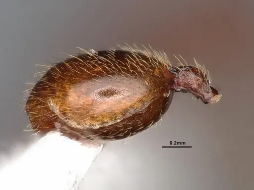 Stenamma diecki - CASENT0843611