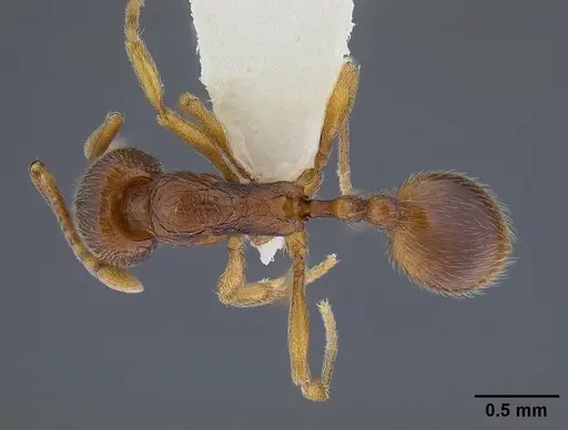 Stenamma diecki - CASENT0844140