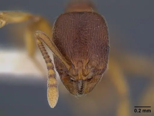 Stenamma diecki - CASENT0844140