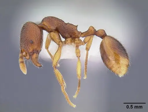 Stenamma diecki - CASENT0844140