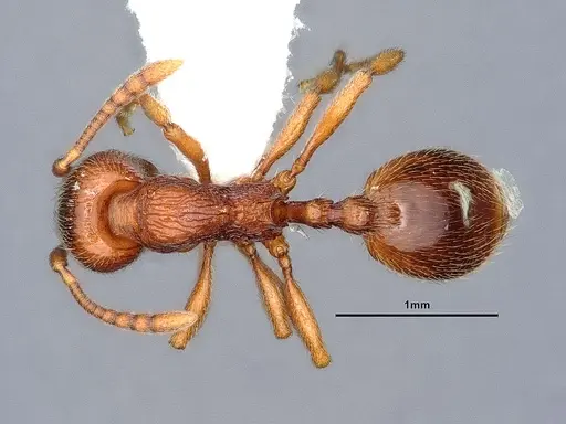 Stenamma diecki - CASENT0883414