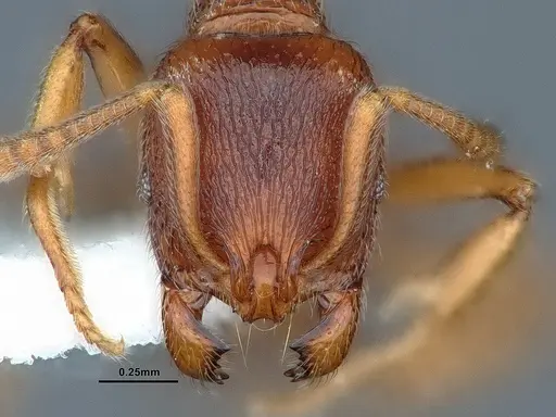 Stenamma diecki - CASENT0883414