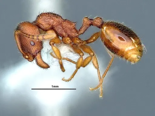 Stenamma diecki - CASENT0883414