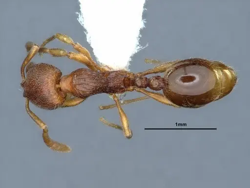 Stenamma diecki - CASENT0883415