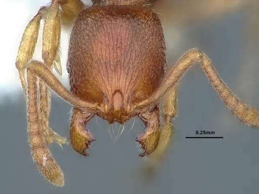 Stenamma diecki - CASENT0883415