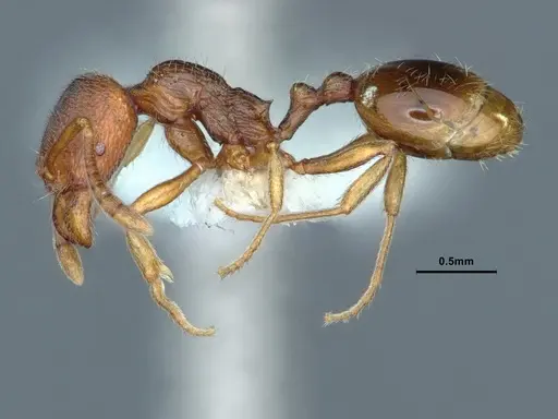 Stenamma diecki - CASENT0883415