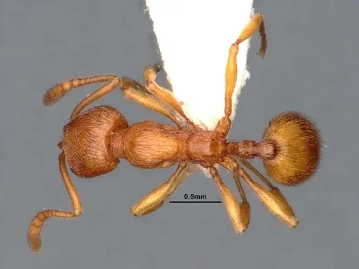 Stenamma diecki - CASENT0884440