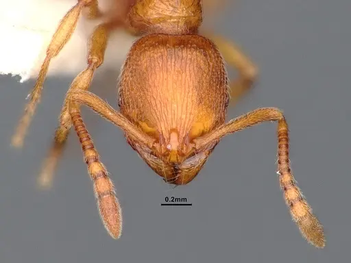 Stenamma diecki - CASENT0884440