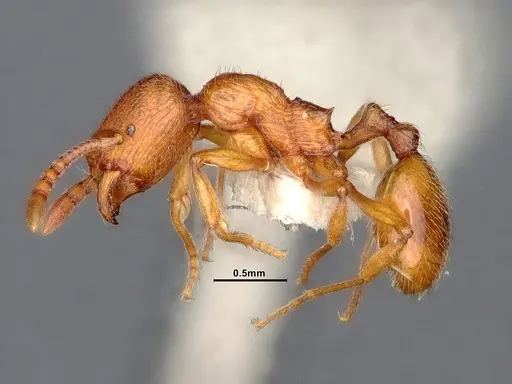 Stenamma diecki - CASENT0884440