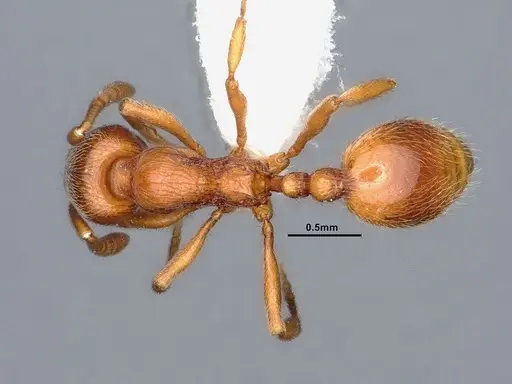 Stenamma diecki - CASENT0884441