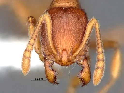 Stenamma diecki - CASENT0884441