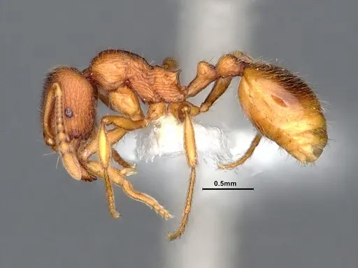 Stenamma diecki - CASENT0884441