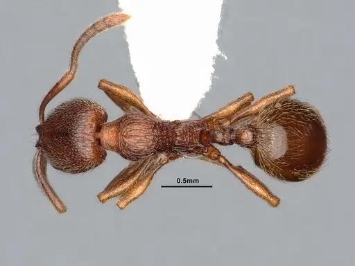 Stenamma diecki - CASENT0885489