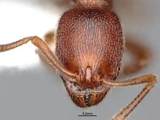 Stenamma diecki - CASENT0885489