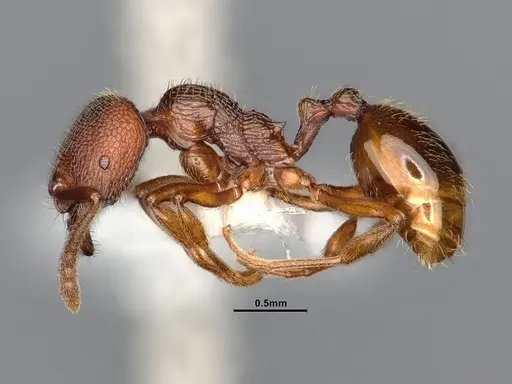 Stenamma diecki - CASENT0885489