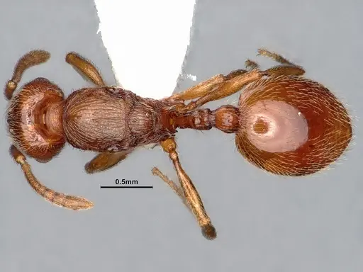 Stenamma diecki - CASENT0885490