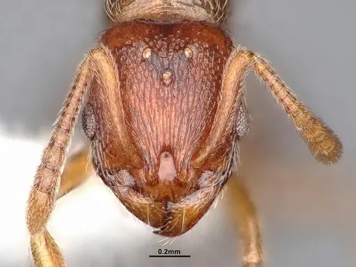 Stenamma diecki - CASENT0885490