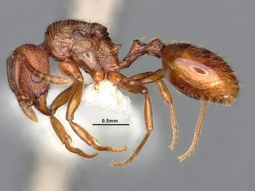 Stenamma diecki - CASENT0885490