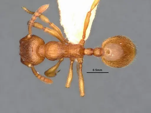 Stenamma diecki - CASENT0885491