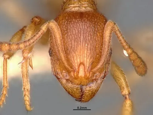 Stenamma diecki - CASENT0885491