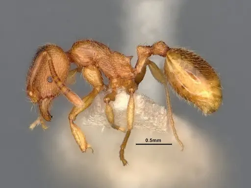 Stenamma diecki - CASENT0885491