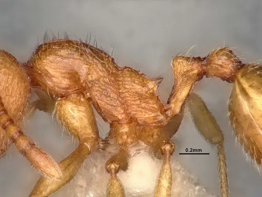 Stenamma diecki - CASENT0885491