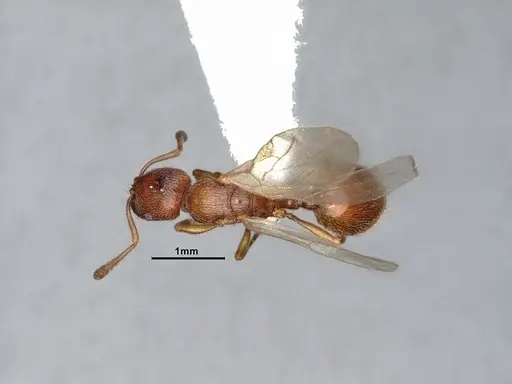 Stenamma diecki - CASENT0885492