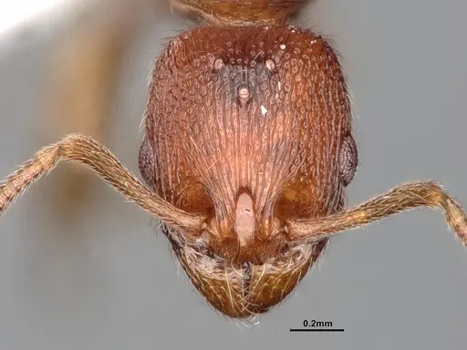 Stenamma diecki - CASENT0885492