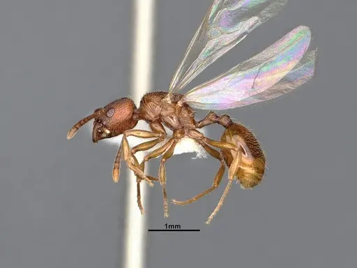 Stenamma diecki - CASENT0885492