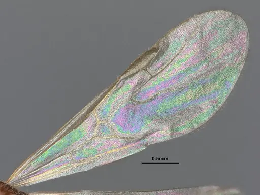 Stenamma diecki - CASENT0885492