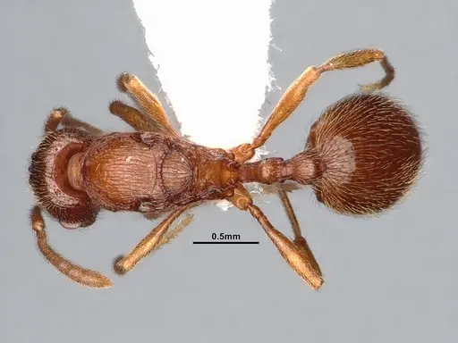 Stenamma diecki - CASENT0885516