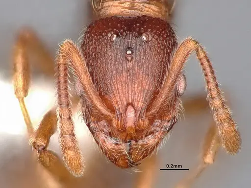 Stenamma diecki - CASENT0885516