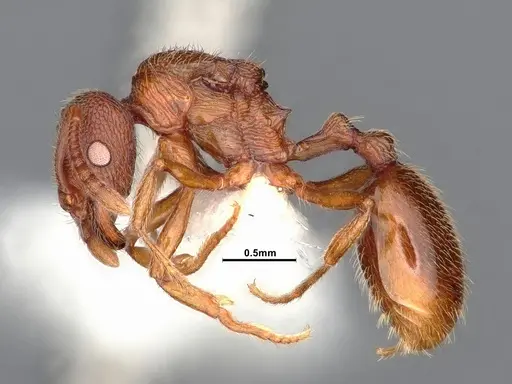 Stenamma diecki - CASENT0885516