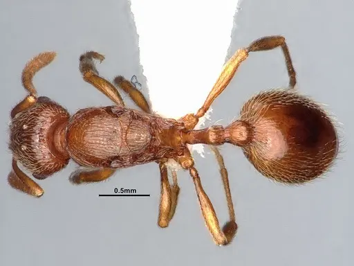 Stenamma diecki - CASENT0885517