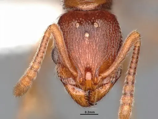 Stenamma diecki - CASENT0885517