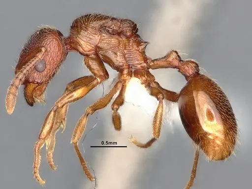 Stenamma diecki - CASENT0885517