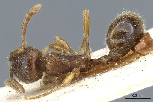 Stenamma diecki - CASENT0904152