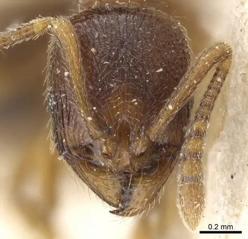 Stenamma diecki - CASENT0904152