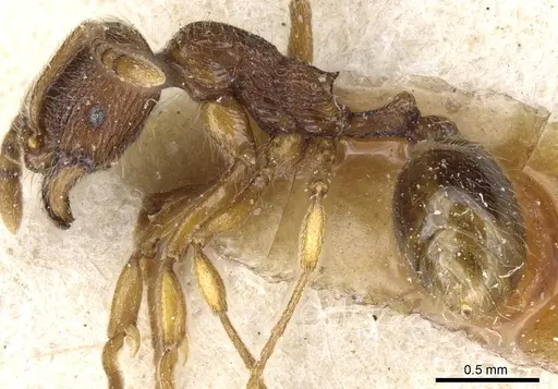 Stenamma diecki - CASENT0904152