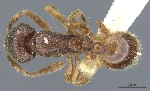 Stenamma diecki - CASENT0904153