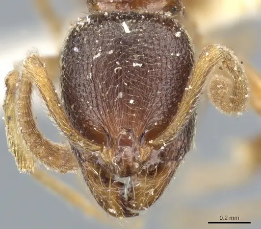 Stenamma diecki - CASENT0904153