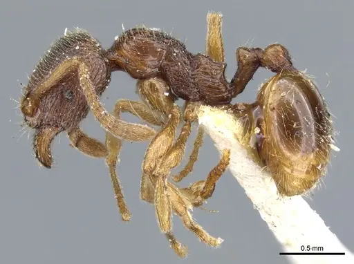 Stenamma diecki - CASENT0904153