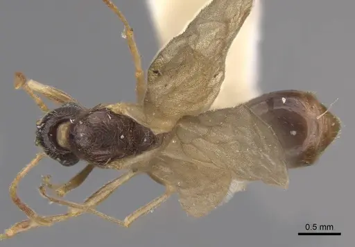 Stenamma diecki - CASENT0923081