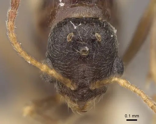 Stenamma diecki - CASENT0923081