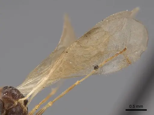 Stenamma diecki - CASENT0923081