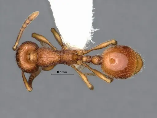 Stenamma diecki - CASENT4031361