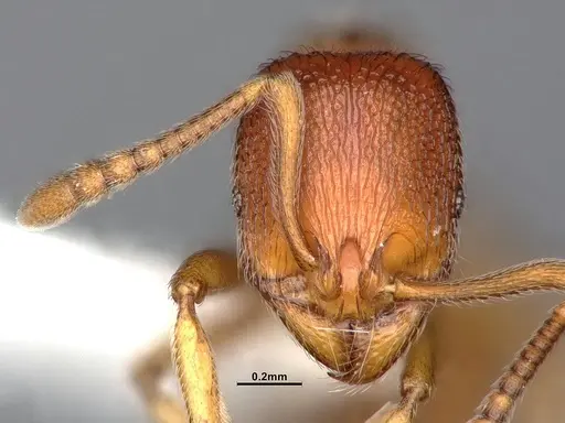 Stenamma diecki - CASENT4031361